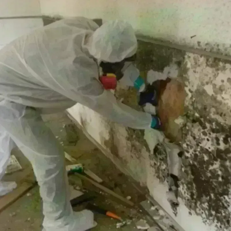 Mold Remediation and Removal in Kaibito, AZ